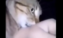 Gato agarra o braço de um chileno o épico wea